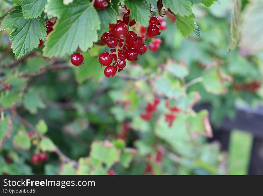 Berry, Fruit, Currant, Plant