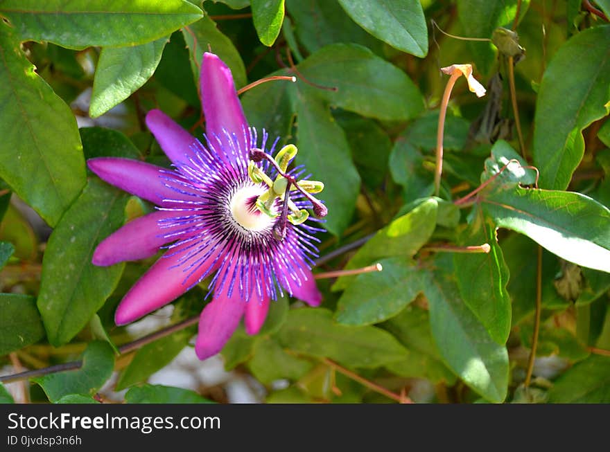 Flower, Plant, Passion Flower, Passion Flower Family