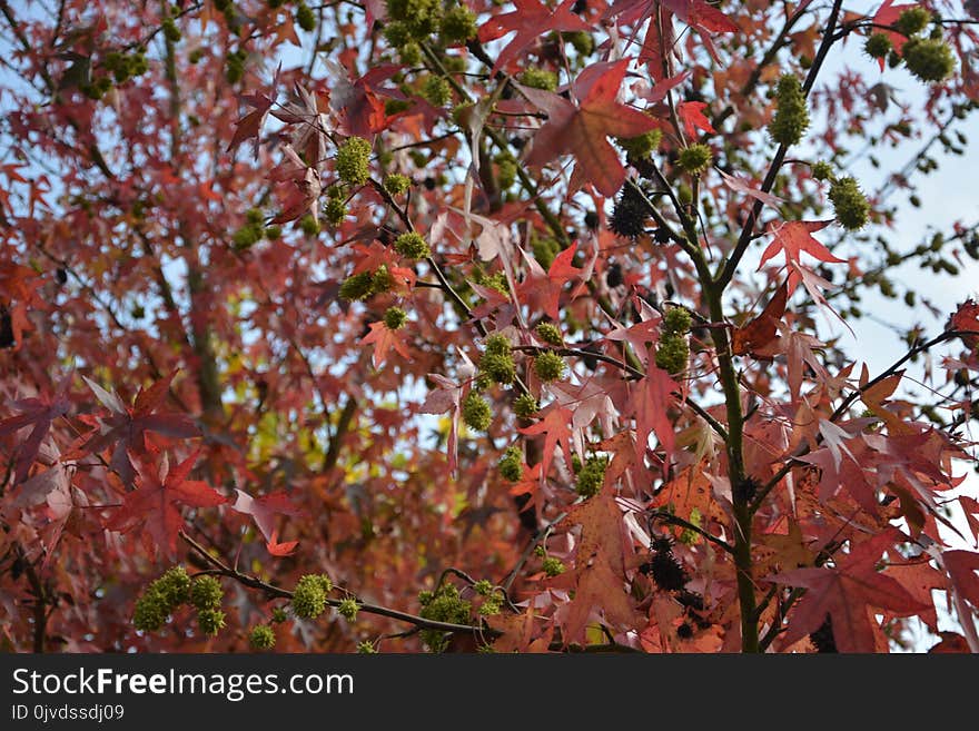 Tree, Autumn, Leaf, Woody Plant