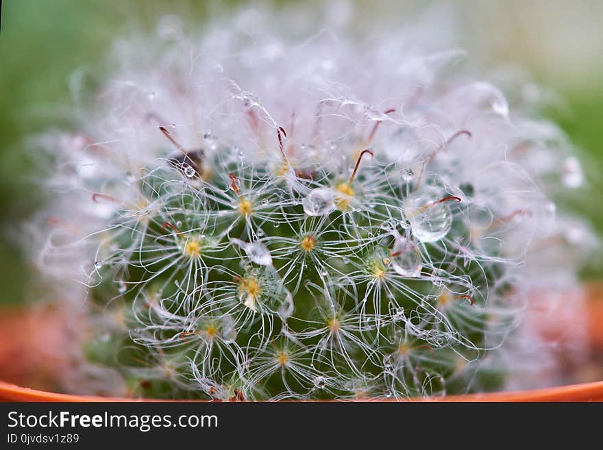 Plant, Flower, Flora, Flowering Plant