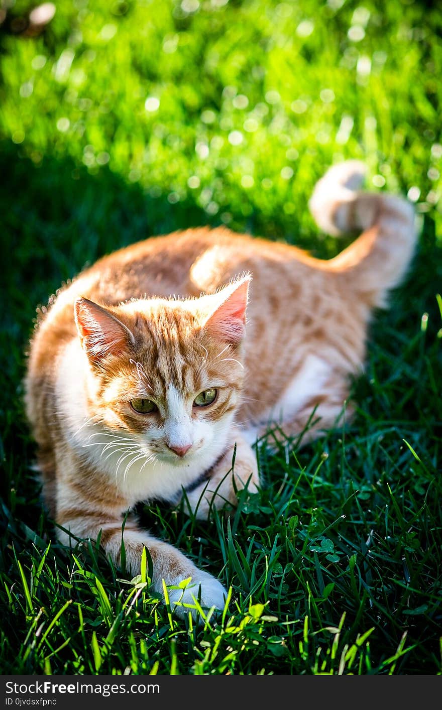 Cat, Fauna, Small To Medium Sized Cats, Grass