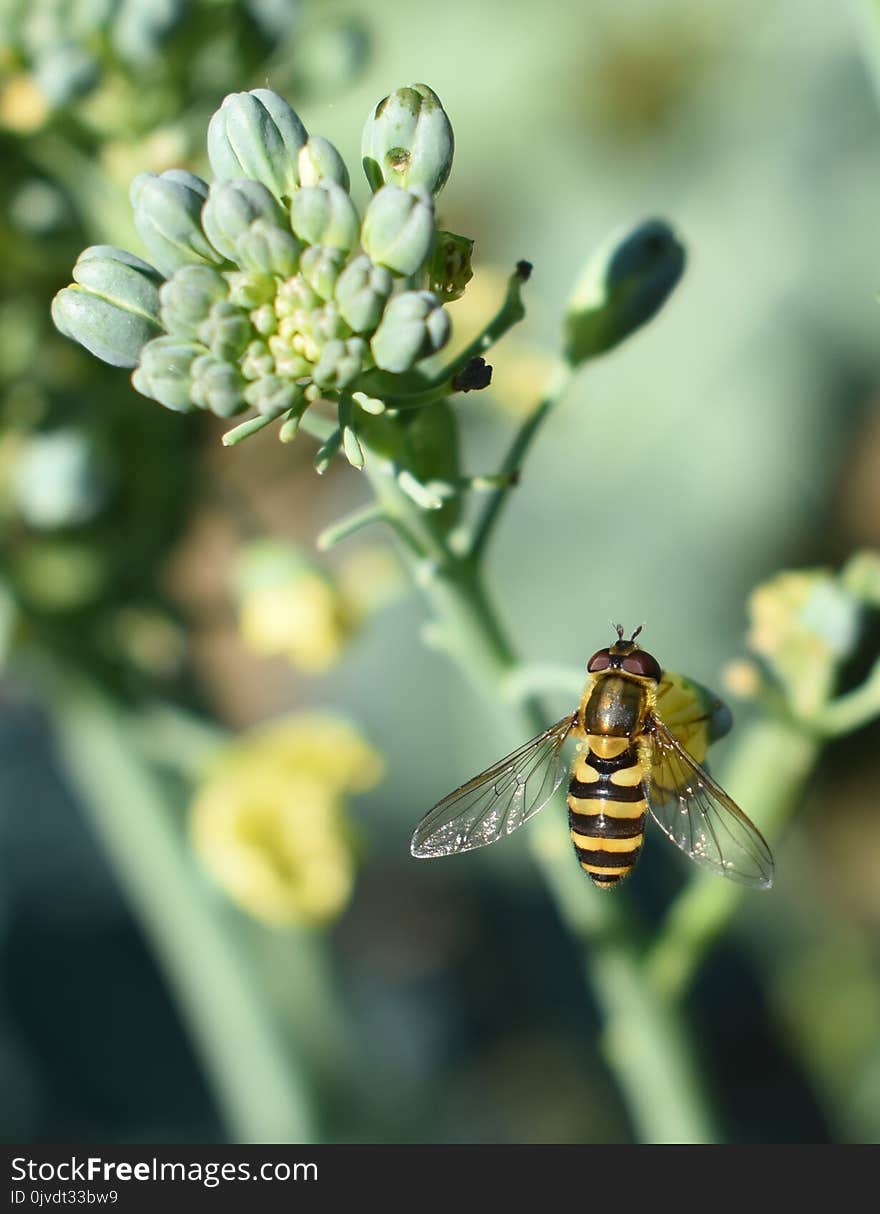 Bee, Honey Bee, Insect, Nectar