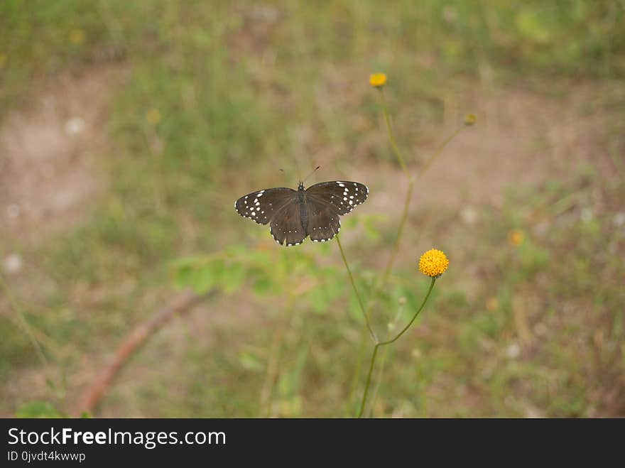 Butterfly, Moths And Butterflies, Insect, Fauna