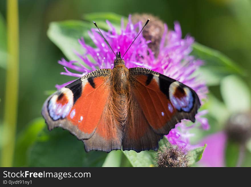 Butterfly, Insect, Moths And Butterflies, Brush Footed Butterfly