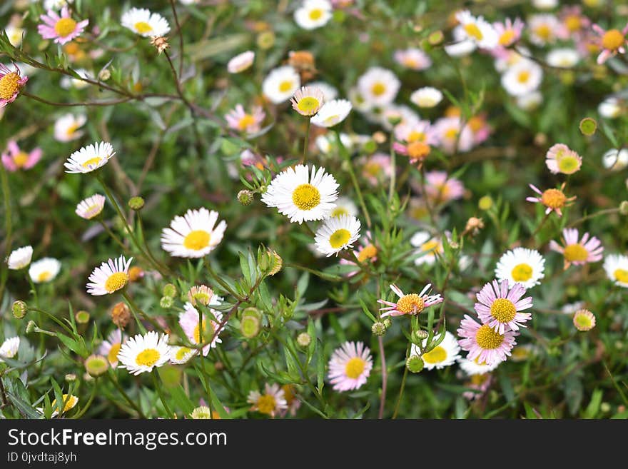 Flower, Plant, Flora, Daisy