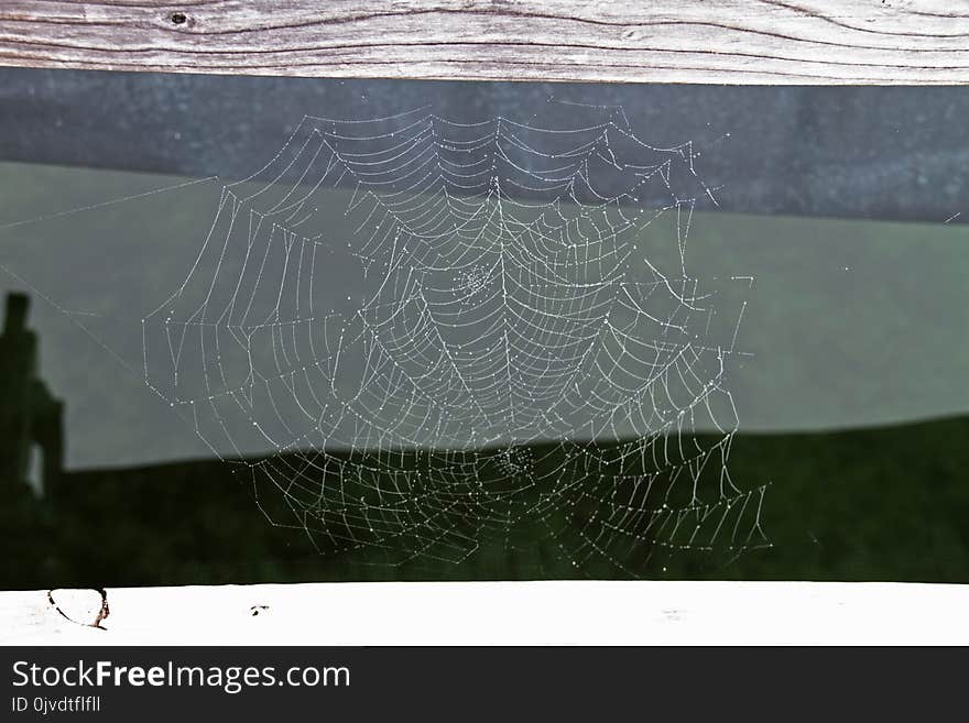 Spider Web, Water, Line, Invertebrate