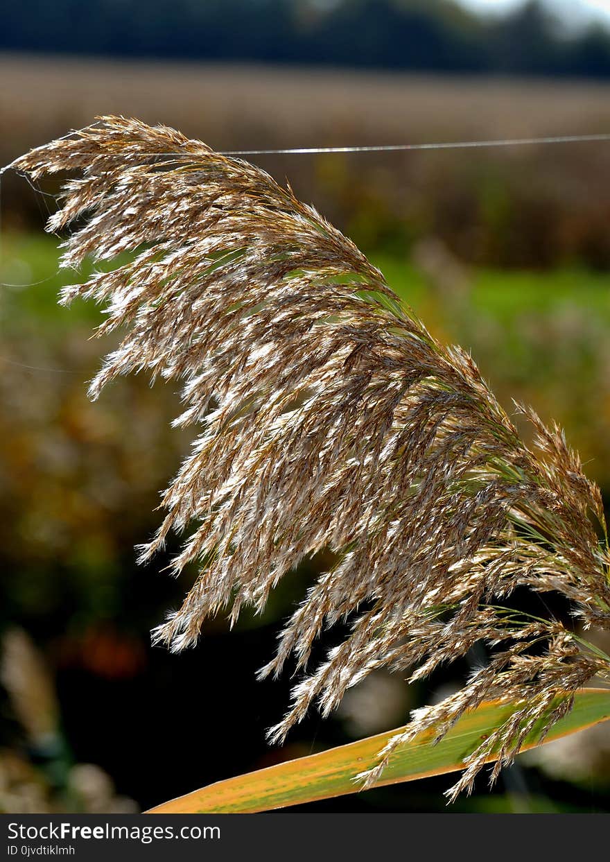 Leaf, Close Up, Grass, Plant