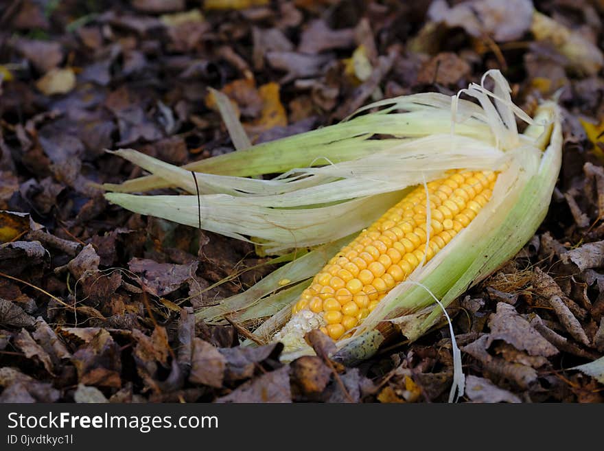 Leaf, Flora, Sweet Corn, Plant