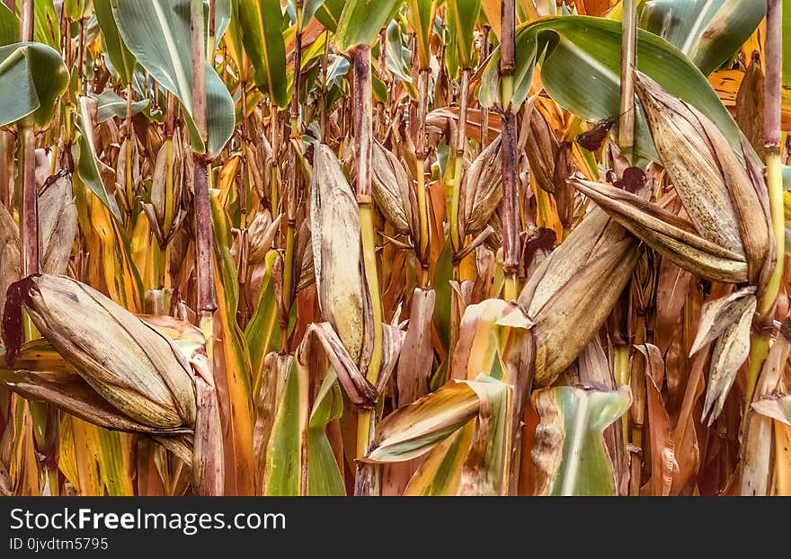 Food Grain, Maize, Commodity, Grass Family