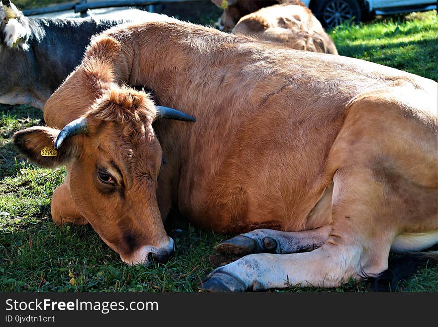 Cattle Like Mammal, Grazing, Horn, Pasture