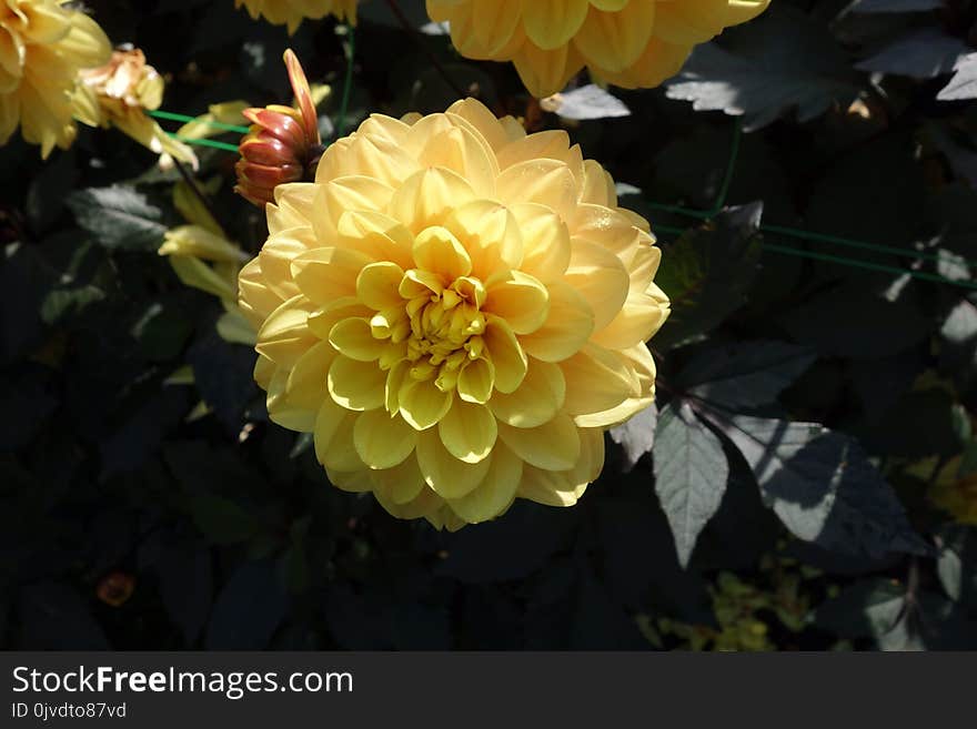 Flower, Yellow, Flowering Plant, Plant