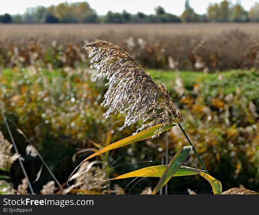 Crop, Leaf, Grass Family, Plant