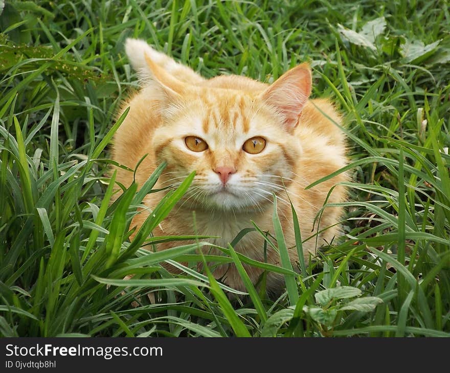 Cat, Whiskers, Grass, Fauna