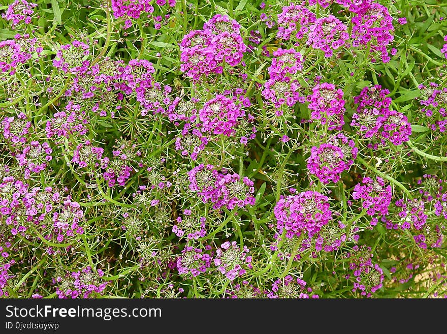 Flower, Plant, Flora, Flowering Plant