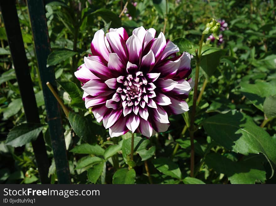 Flower, Plant, Flora, Dahlia