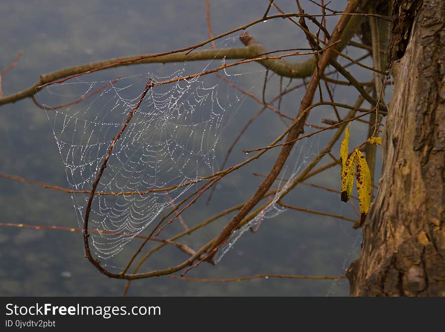 Branch, Tree, Twig, Water