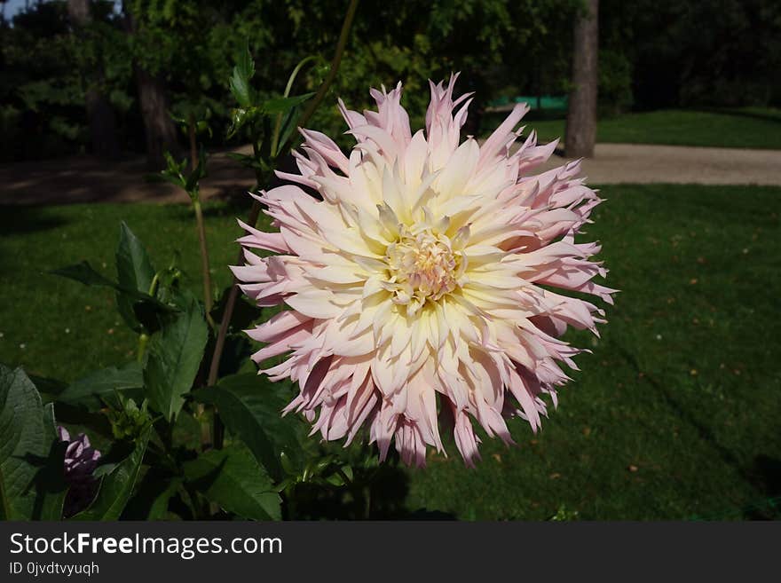 Flower, Plant, Flora, Flowering Plant