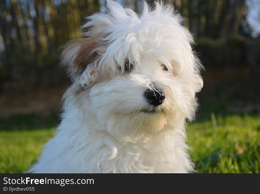 Dog Like Mammal, Dog, Dog Breed, Maltese