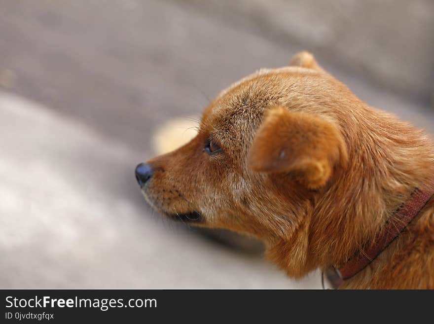 Dog, Dog Breed, Dog Like Mammal, Dog Breed Group