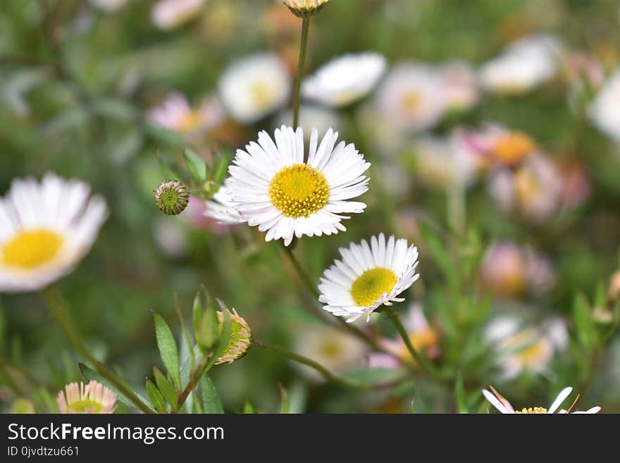 Flower, Flora, Plant, Daisy Family