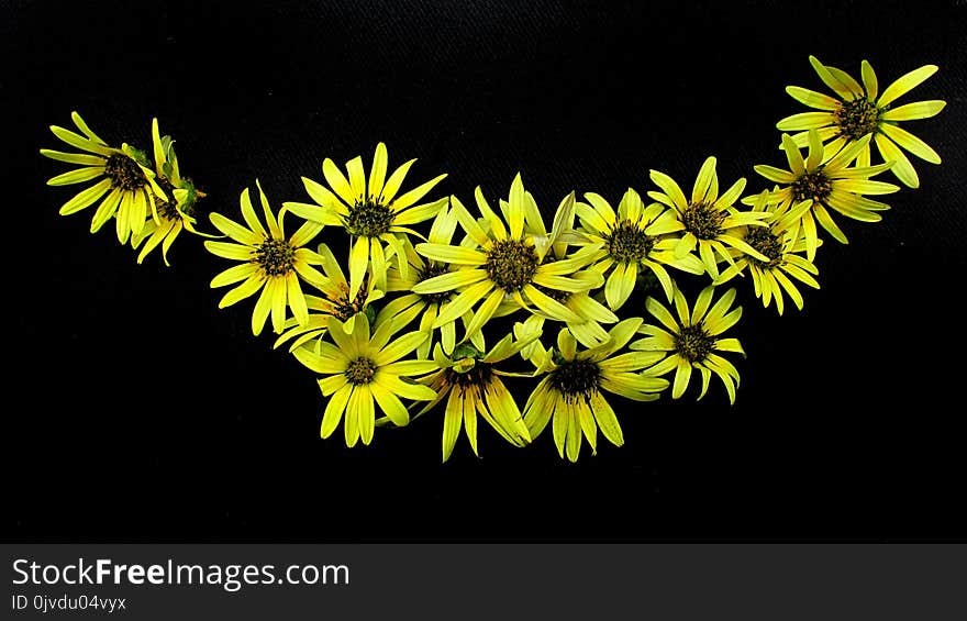 Flower, Yellow, Flora, Plant