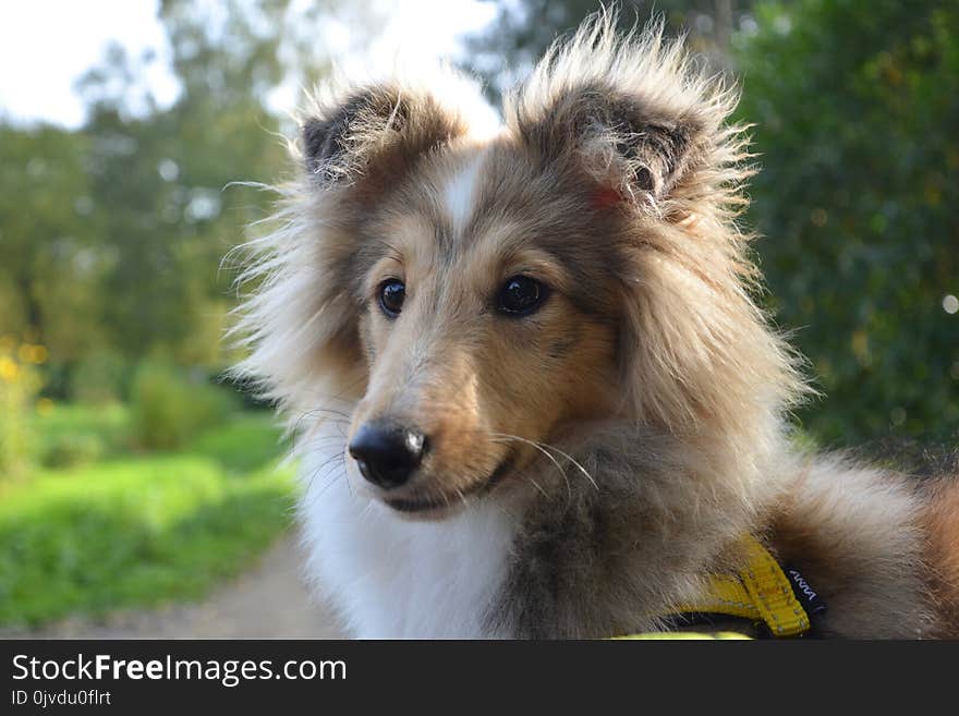 Dog, Dog Breed, Rough Collie, Scotch Collie