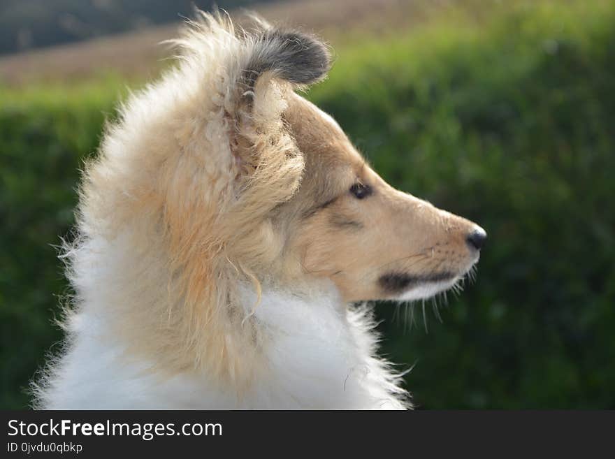 Dog, Dog Breed, Dog Like Mammal, Rough Collie