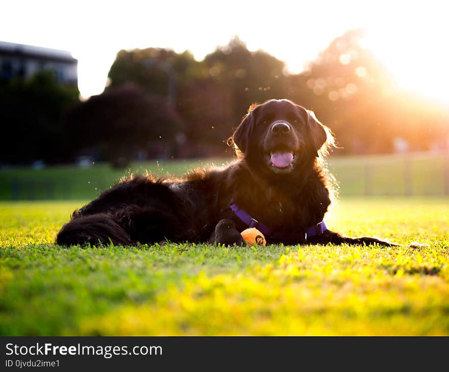 Dog, Dog Like Mammal, Dog Breed, Grass