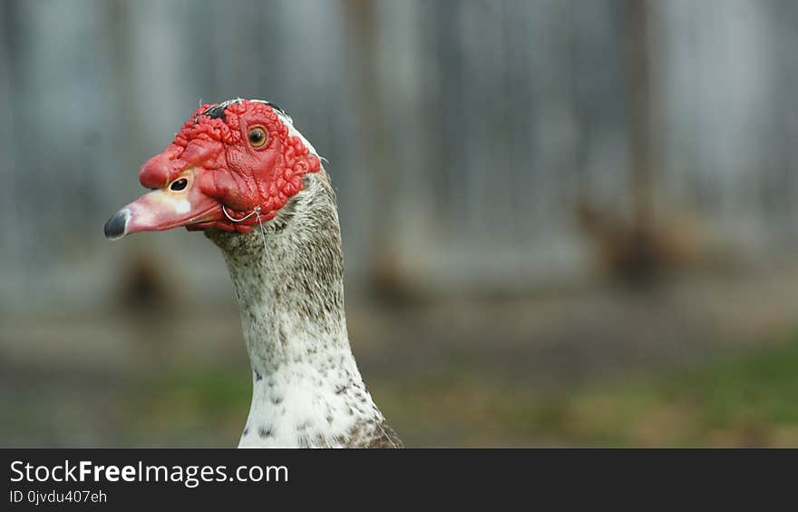 Beak, Bird, Water Bird, Ducks Geese And Swans