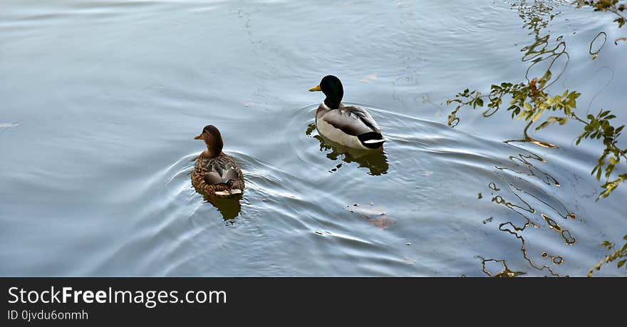 Bird, Water, Duck, Fauna