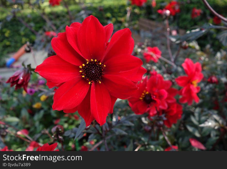 Flower, Plant, Flowering Plant, Flora