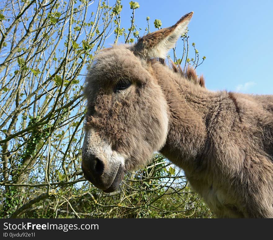 Donkey, Fauna, Horse Like Mammal, Wildlife