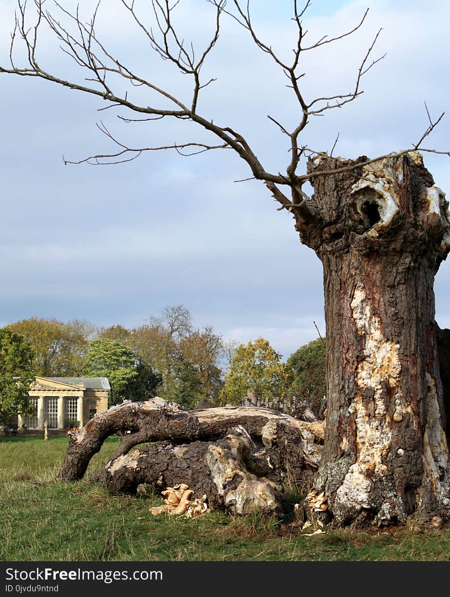 Tree, Woody Plant, Branch, Plant