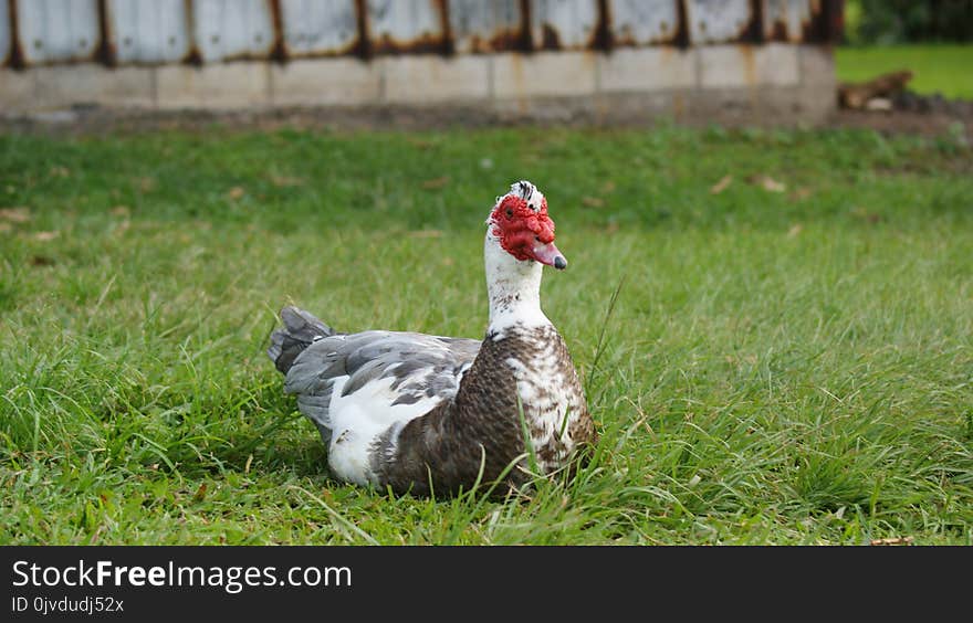 Duck, Water Bird, Bird, Ducks Geese And Swans