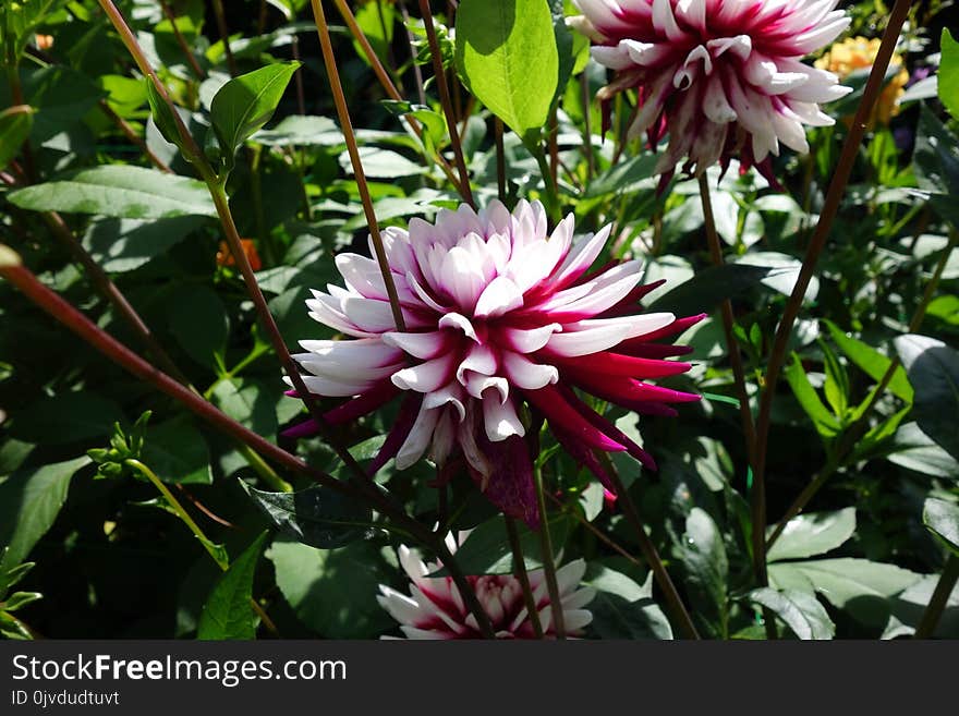 Flower, Plant, Flora, Flowering Plant