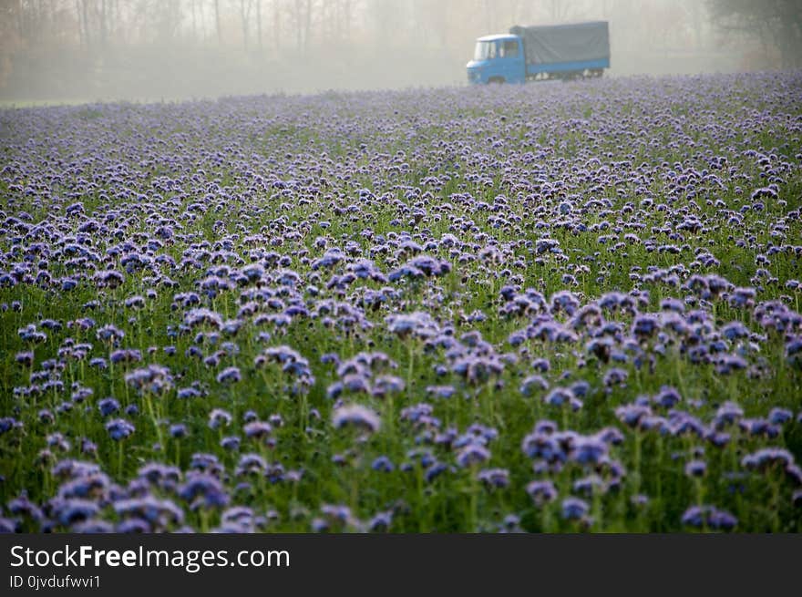 Field, Flower, Plant, Wildflower