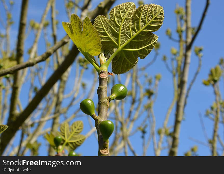 Plant, Leaf, Fruit Tree, Flora