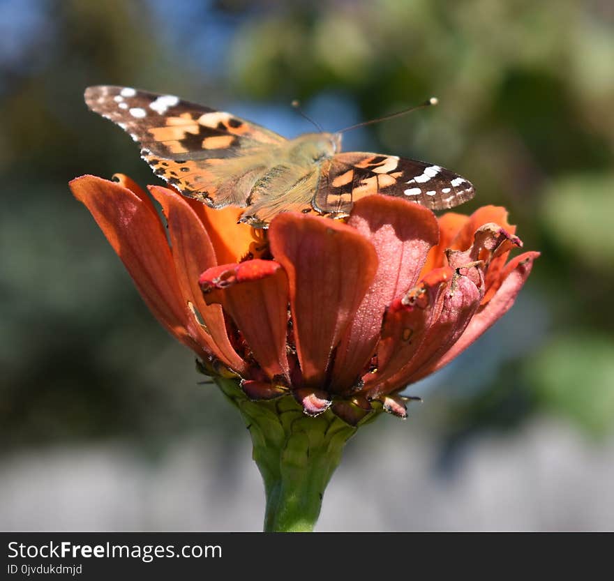 Insect, Butterfly, Moths And Butterflies, Flower