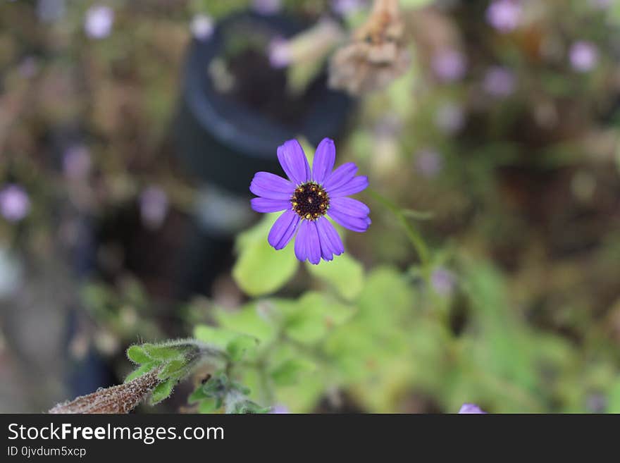 Flower, Flora, Plant, Purple