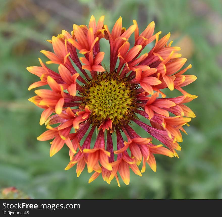 Flower, Blanket Flowers, Flora, Wildflower