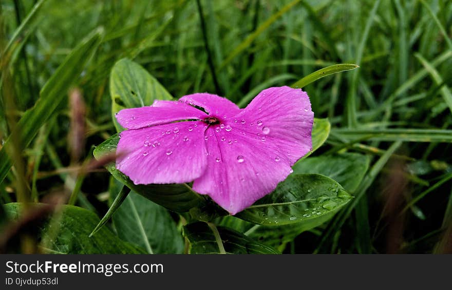 Flower, Flora, Pink, Plant