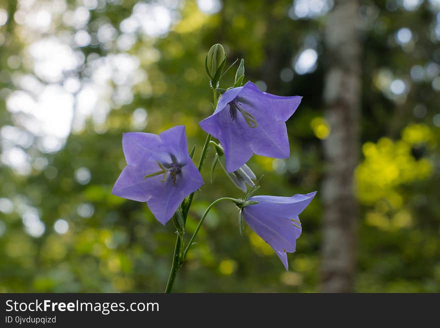 Flower, Flora, Plant, Purple