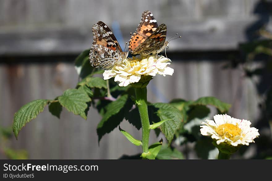 Moths And Butterflies, Butterfly, Insect, Nectar