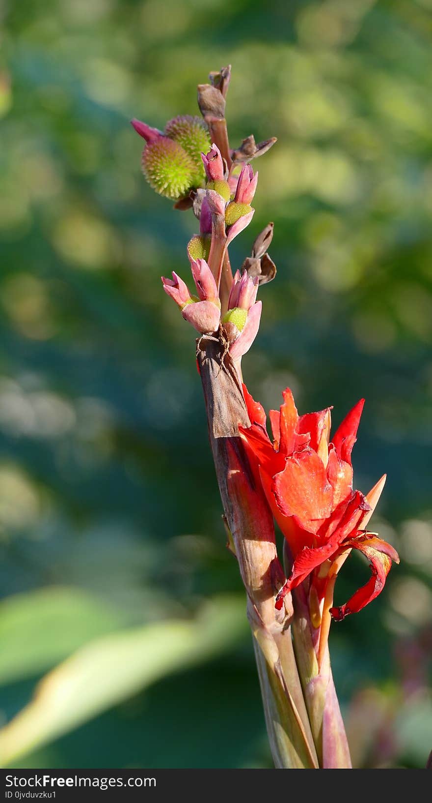 Plant, Flower, Flora, Flowering Plant