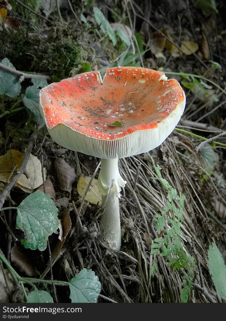 Fungus, Mushroom, Agaric, Edible Mushroom