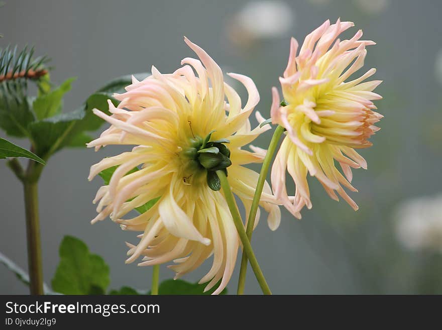 Flower, Yellow, Flora, Plant