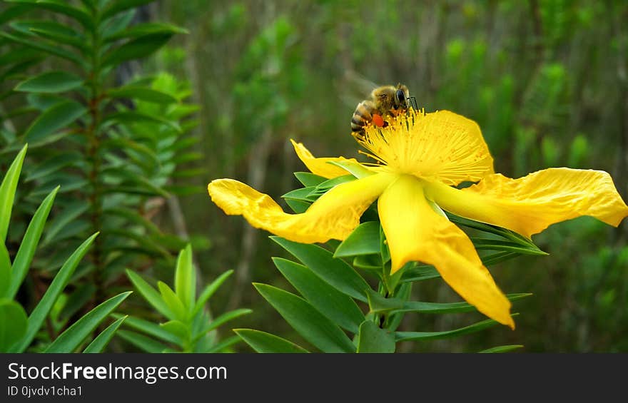 Yellow, Flower, Flora, Honey Bee