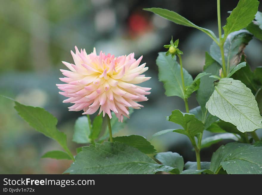 Flower, Plant, Flowering Plant, Daisy Family