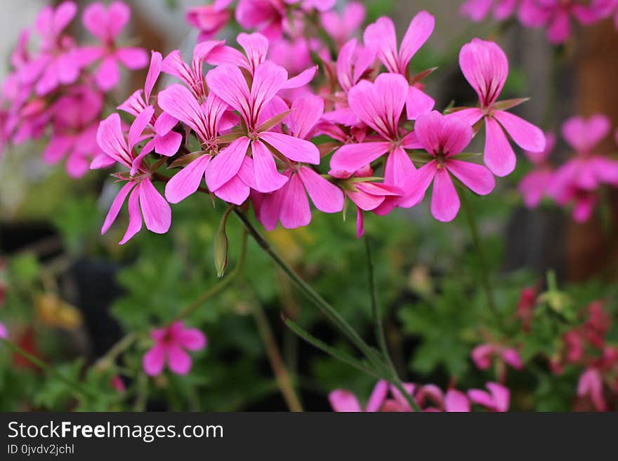 Flower, Plant, Flora, Pink