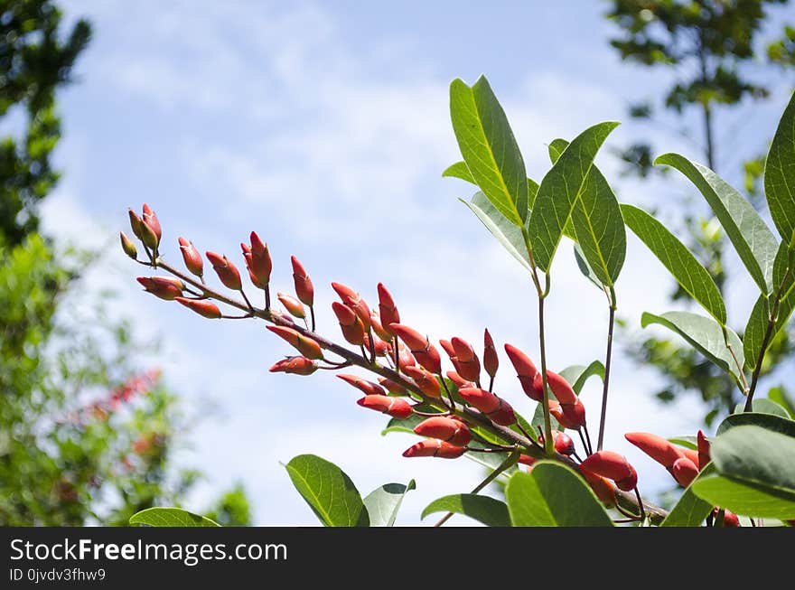 Plant, Vegetation, Flora, Leaf